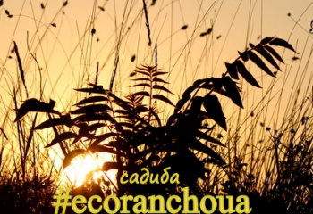   -,  #ecoranchoua 