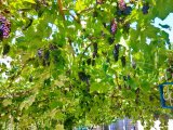 Виноград над парковкой, Гостевой дом «Калимера»